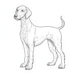 dibujo de perro bledington terrier para colorear
