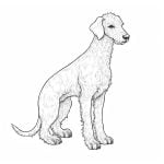 descargar dibujos de perros bedlington para colorear