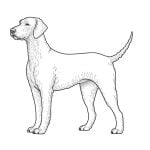 perro bedlington terrier para imprimir y pintar