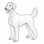 bedlington terrier perros para colorear
