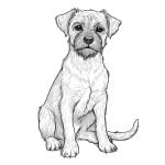 dibujo de perros border terrier para imprimir y pintar