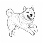 dibujo de perro akita terrier para colorear