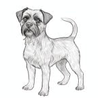 dibujos de perro border terrier para colorear