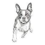 dibujos de perros boston terrier para colorear